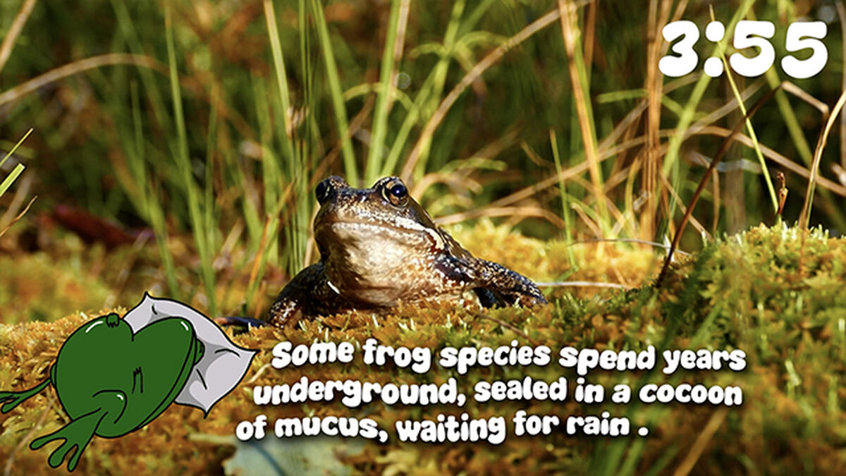 Frog Facts Countdown image number null